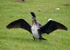 Aalscholver  (juveniel) (Great Cormoran) (Phalacrocorax carbo) - Ogii Nuur 14-08-2016 (8)